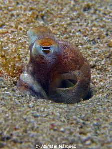 Tiny octopus by Abimael Márquez 
